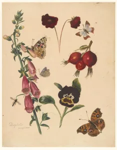 Albertus Alides Steenbergen Prints: Study sheet with flowers and butterflies, 1824-1900. Creator: Albertus Steenbergen