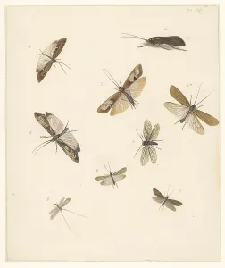 Study sheet with eight moths, 1824-1900. Creator: Albertus Steenbergen