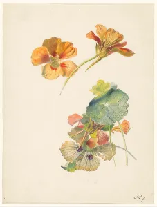 Nasturtiums Prints: Study sheet with nasturtiums, 1824-1900. Creator: Albertus Steenbergen