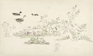 Sketch Book Prints: Study sheet with plants and water birds, 1806. Creator: Josephus Augustus Knip