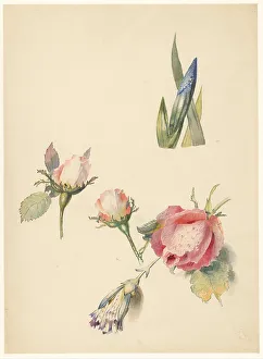 Freesia Prints: Study sheet with three roses and an iris, 1824-1900. Creator: Albertus Steenbergen