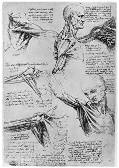 Images Dated 19th June 2008: Study of shoulder joints, 1510-1511 (1954). Artist: Leonardo da Vinci