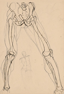 Sketch Book Prints: Study of the skeleton and muscles of the legs, 1880-1904. Creator: Janos Fadrusz