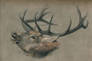 Study of a Stags Head, c1901. Artist: John Sydney Steel