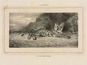 Antoine Louis Barye Collection: Study of a Tiger, 1832. Creator: Antoine-Louis Barye (French, 1796-1875)