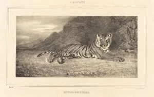 Antoine Louis Barye Collection: Study of a Tiger. Creator: Antoine-Louis Barye