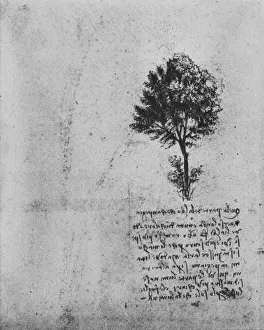 Back To Front Prints: Study of a Tree, c1480 (1945). Artist: Leonardo da Vinci
