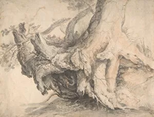 Roots Gallery: Study of a Tree, ca. 1606-7. Creator: Roelandt Savery