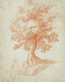 Red Chalk Prints: Study of a Tree, between circa 1610 and circa 1620. Creator: Cristofano Allori