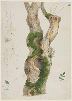 18th 19th Century Prints: Study of a Tree Trunk. Creator: Georges Michel (French, 1763-1843)