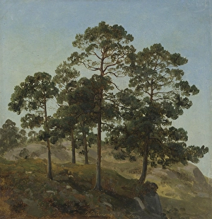 Oil On Cardboard Glued On Cardboard Prints: Study of Trees, 1843. Creator: Joachim Frich