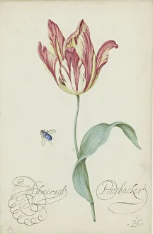 Van Der 1593 4 1657 Prints: Study of a tulip (Admiral Pottebacker) and a fly, 1620-1629