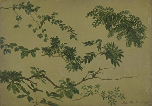 Study of Twigs and Leaves, 1812-1818. Creator: Johan Christian Dahl