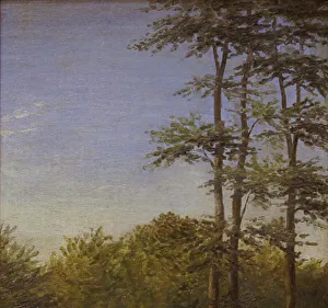 Millboard Prints: Study of Undergrowth and Tall Trees, Funen, 1846. Creator: Dankvart Dreyer