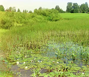 Water Lily Prints: Study of the Ustye River near Borisoglebsk