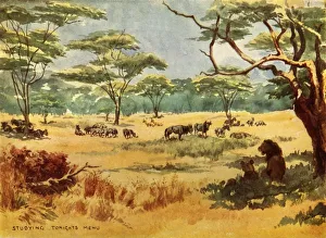 Wild Animal Prints: Studying Tonights Menu, (1944). Creator: Robert Baden-Powell