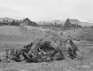 Boundary Idaho United States Of America Collection: Stump pile, ready to burn, house, barn, and farm buildings, Unruf farm, Boundary County, Idaho