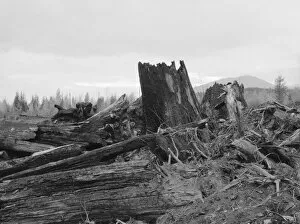 Stumps on Cox farm piled and ready for burning, Bonner County, Idaho, 1939. Creator: Dorothea Lange