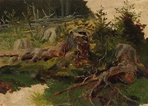 Stump Prints: Stumps in the forest. Creator: Johan Knutson