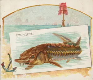 Aquatic Prints: Sturgeon, from Fish from American Waters series (N39) for Allen & Ginter Cigarettes