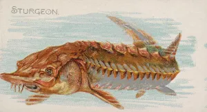 Lindner Eddy Claus Prints: Sturgeon, from the Fish from American Waters series (N8) for Allen &amp