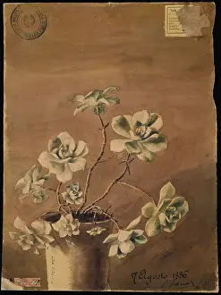 Succulent plant, 1886. Creator: Kiyohara, Tama (O'Tama), (Eleonora Ragusa) (1861-1939).<br> Succulent plant, 1886. Creator: Kiyohara, Tama (O'Tama), (Eleonora Ragusa) (1861-1939)