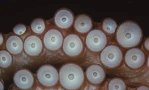 Strength Prints: Suckers on tentacles of Octopus Vulgaris, 20th century. Artist: CM Dixon