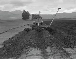 Furrows Prints: Sugar beet field freshly plowed by tractor with plowshare