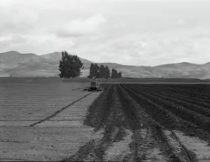 Furrows Prints: Sugar beet field showing tractor with plowshare attached and Mexican operator