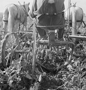 Mechanical Gallery: Sugar beet lifter in older settlers field... near Ontario, Malheur County, Oregon, 1939