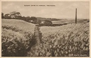 Sugarcane Prints: Sugar Cane in Arrow Trinidad, c1900