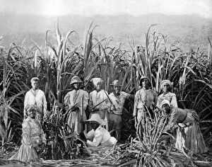 Sugar cane cutters, Jamaica, c1905.Artist: Adolphe Duperly & Son