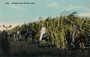 Sugar Cane Collection: A Sugar Cane Field, Cuba, 1912. Creator: Unknown