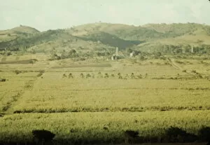 Sugar Cane Collection: Sugar cane fields on the north-west part of the island, St. Croix island, Virgin Islands, 1941