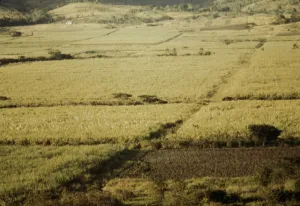 Sugar cane fields on the north-west part of the island, St. Croix island, Virgin Islands, 1941. Creator: Jack Delano