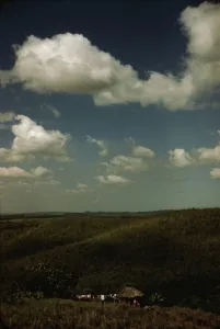 Sugar cane land, vicinity of Rio Piedras, Puerto Rico, 1941. Creator: Jack Delano