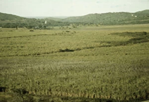 Slides Color Gmgpc Gallery: Sugar cane land, Yabucoa Valley? Puerto Rico, 1941. Creator: Jack Delano