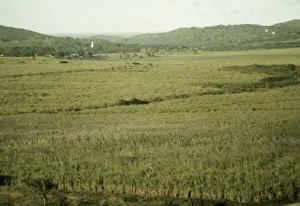 Sugarcane Prints: Sugar cane land, Yabucoa Valley? Puerto Rico, 1941. Creator: Jack Delano