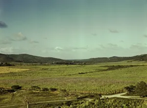 Sugar cane land, Yabucoa Valley? Puerto Rico, 1941. Creator: Jack Delano