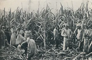 Sugarcane Prints: A Sugar Cane Plantation, 1916. Artist: Valentine & Sons