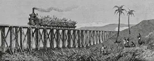 Sugarcane Prints: Sugar cane production, Mackay, Eastern coast of Queensland