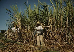 Sugar cane worker in the rich field, vicinity of Guanica, Puerto Rico, 1942. Creator: Jack Delano