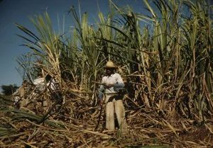 Trousers Collection: Sugar cane worker in the rich field, vicinity of Guanica, Puerto Rico, 1942. Creator: Jack Delano