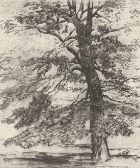 Maple Tree Prints: Sugar Maple, 1920. Creator: Bolton Coit Brown