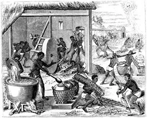 Sugar production, 1873