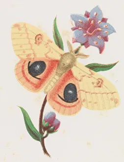 Sulphur Prints: Sulfur Peacock Moth, 1862. Creator: Louis Prang
