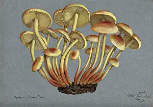 Mycology Prints: Sulphur tuft fungus (Hypholoma fasciculare), 1892. Creator: Unknown
