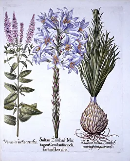 Sultan Zambach Lily and Bulb, Veronica, from Hortus Eystettensis Sultan Zambach Lily and Bulb, Veronica, from Hortus Eystettensis
