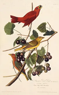 The Summer Red Bird. From The Birds of America, 1827-1838. Creator: Audubon