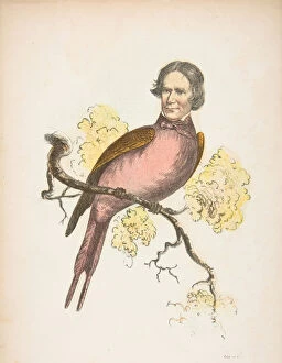 Comic Collection: Sun Bird (James S. Wallace), from The Comic Natural History of the Human Race, 1851